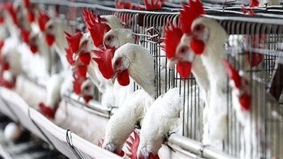 أستاذ بمركز البحوث الزراعية: صناعة الدواجن أوشكت على الانهيار.. ولكن