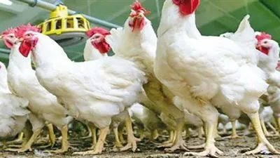 أسعار الدواجن في مصر اليوم الجمعة 12 مارس 2021