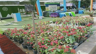 غدًا.. افتتاح معرض زهور الربيع في حديقة الأورمان بالجيزة