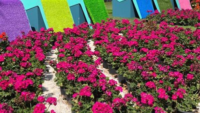 رئيس قطاع الارشاد الزراعي: شهدنا تزايد بعدد المشاركين في معرض  