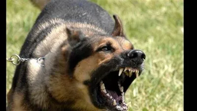 نقيب الأطباء البيطريين: تدريب الكلاب على الشراسة يضع صاحبها تحت طائلة القانون