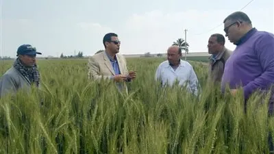 الزراعة حملات متابعة لمحصولي القمح والفول قبل الحصاد