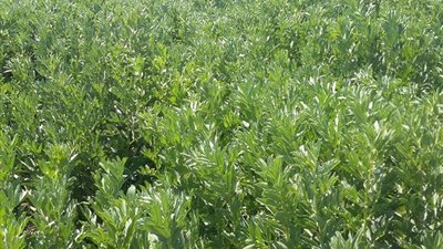 فيديو.. أستاذ بالبحوث الزراعية: استنباط صنف جديد من الفول البلدي يزرع بالأراضي الجديدة