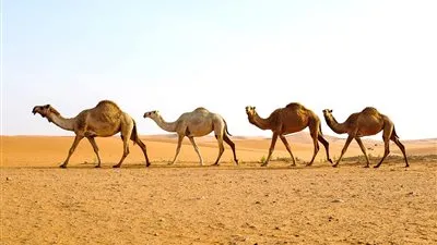 الهجن السعودية تنتزع صدارة رموز اللقايا في مهرجان أمير قطر