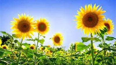 القصير يلن بدء تفعيل الزراعات التعاقدية لفول الصويا وعباد الشمس (فيديو)