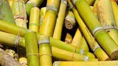 عاجل..  الزراعة تستحدث نظام زراعي جديد لزيادة إنتاجية قصب السكر