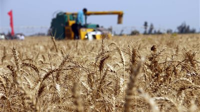 بـ450 موقعا.. كيف استعدت التموين لاستلام القمح من المزارعين؟