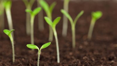 بعد إصدار لائحته التنفيذية.. تعرف على قانون الزراعة العضوية وأهدافه