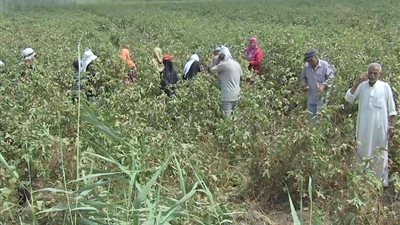 مستشار وزير الزراعة: موقع الدلتا الجديدة كان مصدر القمح في العصر الروماني