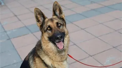 كشف ملابسات تعدي شخصين على مندوب مبيعات في المقطم.. السبب كلب