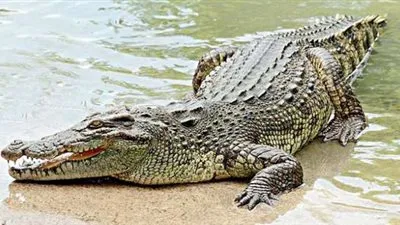 مع اقتراب موسم تزاوجها.. تماسيح تتجول في أحياء فلوريدا