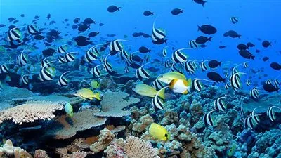 3 أهداف مهمة لاتفاقية التنوع البيولوجي.. اعرفها