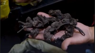 فيها السم وبها العلاج.. اكتشاف 