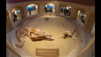 إشادة عالمية.. 8 معلومات مهمة عن محمية وادي الحيتان 