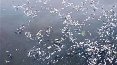 نفوق أسماك بمصرف 