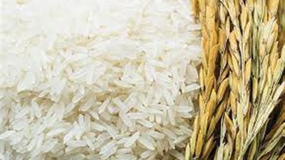  عاجل..وزارة الزراعة تحذر من  تجاوز المساحات المحددة لمحصول الأرز