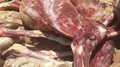 ضبط 7 أطنان لحوم وأسماك فاسدة في حملة بالقليوبية 