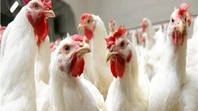 أسعار الدواجن في السوق المحلي اليوم 29-4-2021