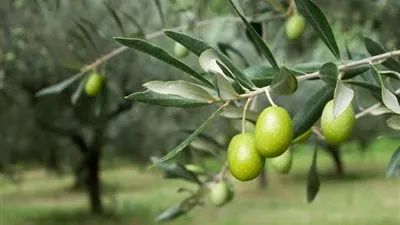 مصر تحتل المرتبة الأولى للدول المصدرة للزيتون للسوق البرازيلي