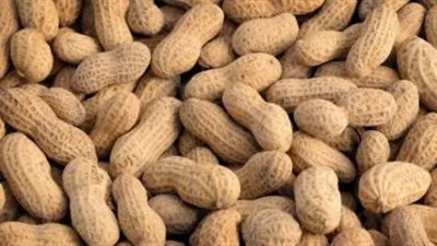 تعليق رئيس الحجر الزراعي على أزمة محاصيل الفول السوداني 