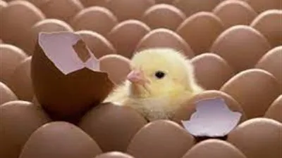 الزراعة لأول مرة تصدير بيض تفريخ تسمين إلى دولة الإمارات