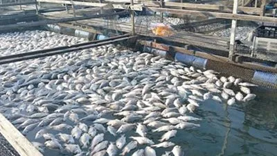  هيئة الثروة السمكية تناقش إنشاء وحدتين لتدويرمياه مزارع الاسماك مع مجلس تصدير الصويا الأمريكى