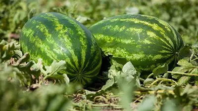 عاجل.. أول تعليق من وزارة الزراعة عن  وجود بطيخ فاسد بالأسواق