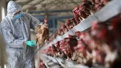 حقيقة وجود بؤرة لأنفلونزا الطيور في المنوفية (فيديو)