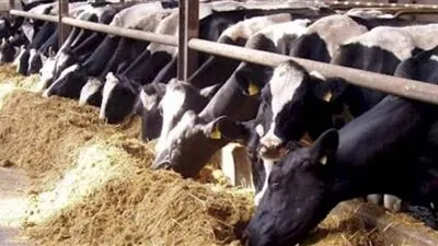 أسعار الماشية الحية في الأسواق اليوم الأحد 30-5-2021 