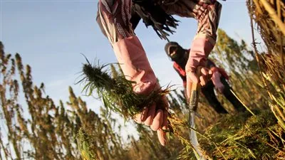 اعتقال أجنبي بحوزته 40 كيلوغراما من الحشيش في موريتانيا