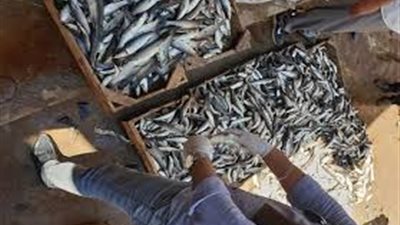 تفاصيل ضبط 26 طنًا من الأسماك والدواجن منتهية الصلاحية في البحيرة