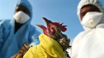 H10N3 | الصين تعلن تسجيل أول إصابة بشرية فى العالم بأنفلونزا الطيور