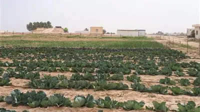 الزراعة :  نجاح مشروع حقن التربة الرملية بالطين في الأراضى مرتفعة الملوحة