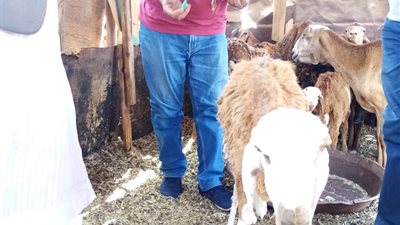 قافلة بيطرية تكشف على 1761 رأس غنم وماشية بمدن حلايب وشلاتين وأبورماد (صور)