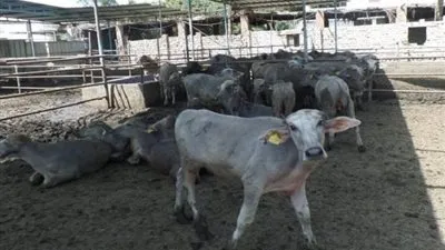 أسعار اللحوم الحية مع اقتراب عيد الأضحي اليوم الجمعة 4-6-2021