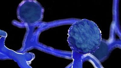 بسبب الفطر الأسود.. استشاري فيروسات يصدر تحذيرا بشأن الزنك (فيديو)