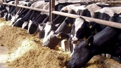 أسعار الماشية الحية في الأسواق بالدقهلية اليوم السبت 5-6-2021