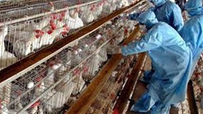 عاجل.. الحكومة تكشف حقيقة ظهور بؤر جديدة من أنفلونزا الطيور H10