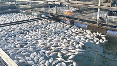 متى تحقق مصر الاكتفاء الذاتي من الأسماك؟.. متحدث 