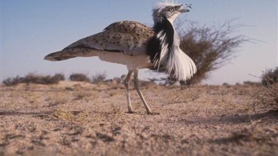 المركز الوطني لتنمية الحياة الفطرية يعقد ورشة العمل الثانية لمراجعة ضوابط الصيد