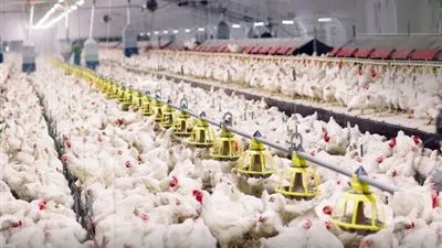 حقيقةً استخدام مضادات حيوية محظورة عالمياً في مزارع الدواجن بمصر 