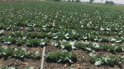 الري: تنفيذ منظومة الري الحديث في 352 ألف و 484 فدان بـ7 محافظات 