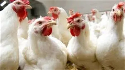  أسعار الدواجن والبيض اليوم الأربعاء 16-6-202