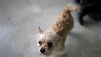 أمريكا تحظر استيراد الكلاب من 113 دولة 