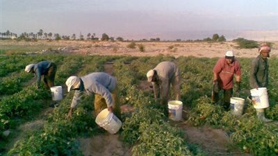 فيديو.. مزارعو 13 ألف فدان بالسادات يطالبون بإنقاذ زراعتهم من البوار 