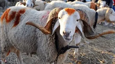 تعرف على موعد عيد الاضحى 2021 وإجازة وقفة عرفات