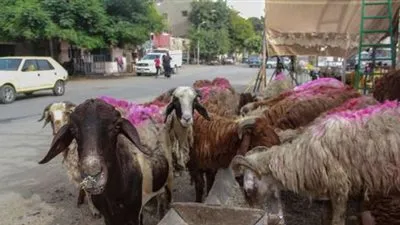 ننشر موعد اجازة عيد الاضحى المبارك 2021 بالقطاعين الحكومي والخاص