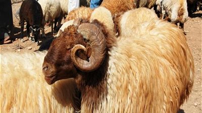 تبدأ بـ 200 جنيه.. تعرف على جميع أسعار صكوك الأضاحي وطرق الدفع