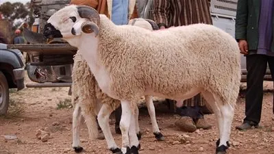 تعرف على موعد عيد الأضحى 2021 والأيام المتبقية