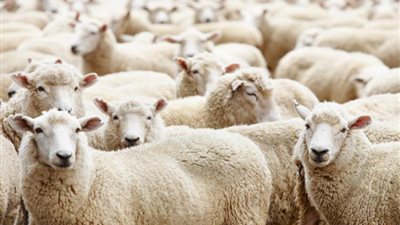 يشترط سن البقر عامين.. نصائح هامة لشراء الأضحية وخطوات فحص العمر 